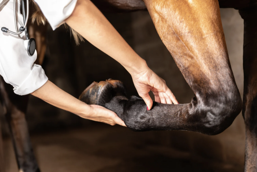 douleur lymphangite cheval